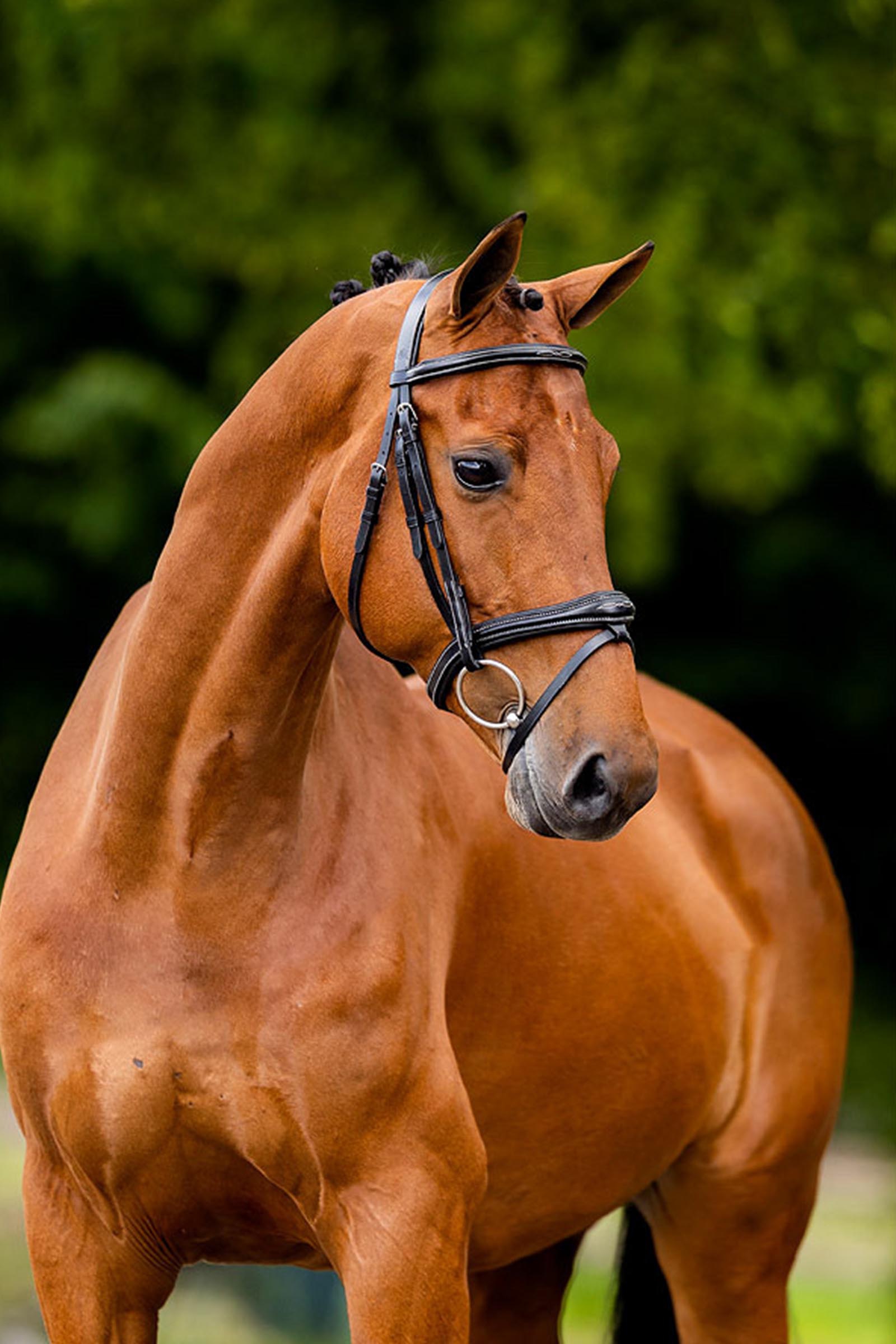 BR Cheltenham Bridle 