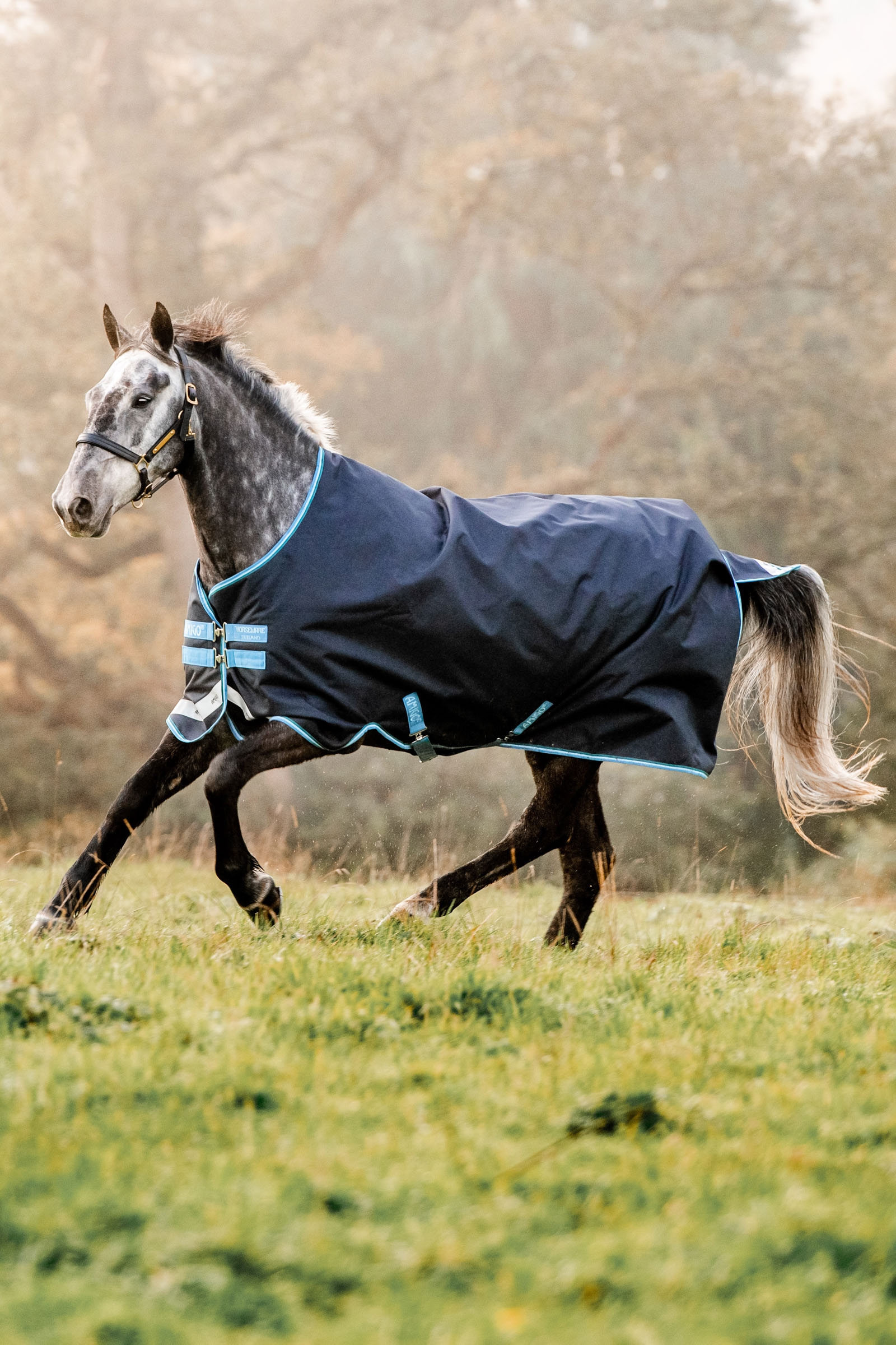 Horseware Amigo Bravo 12 Turnout Rug, 100g