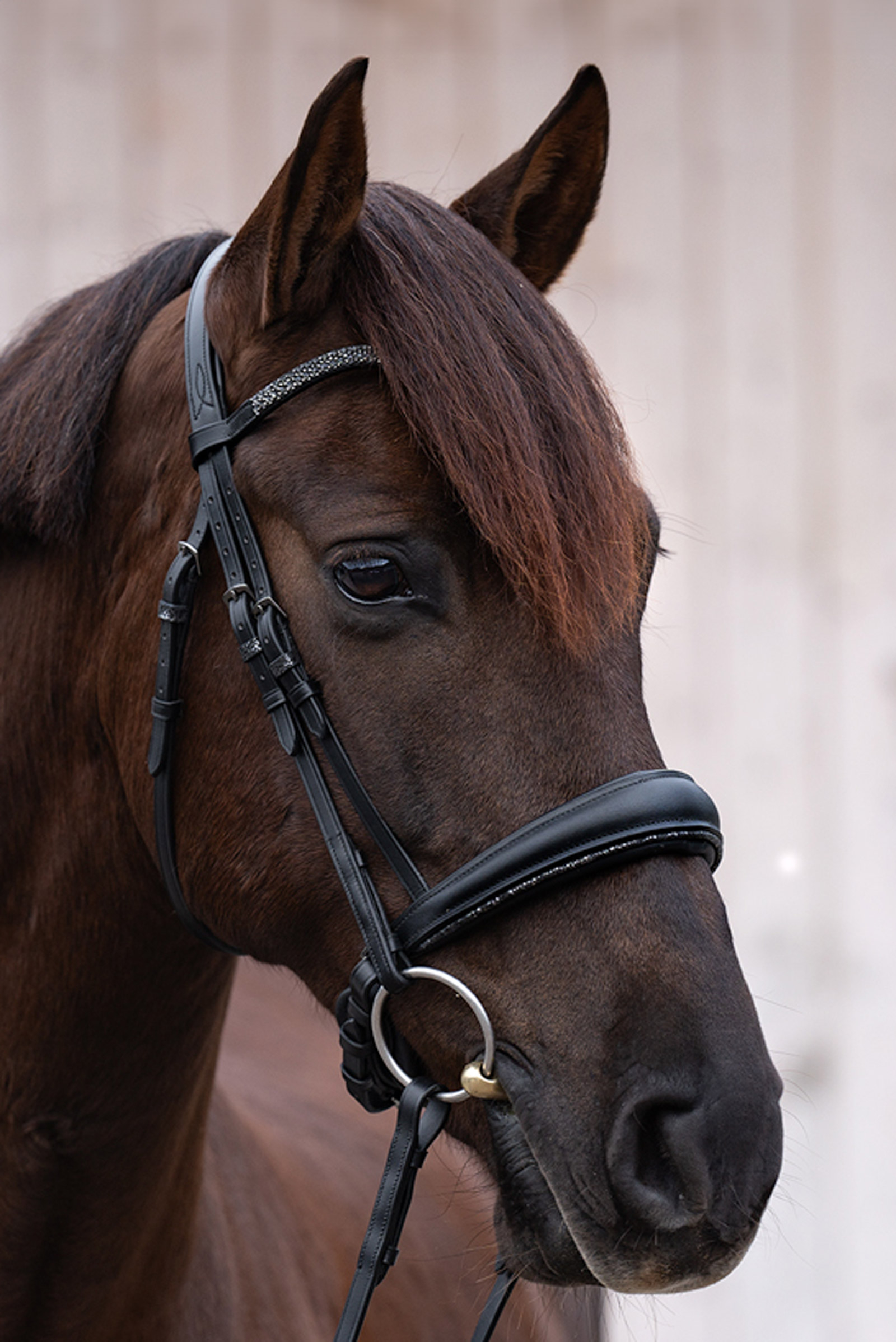 Kavalkade Victoria Bridle