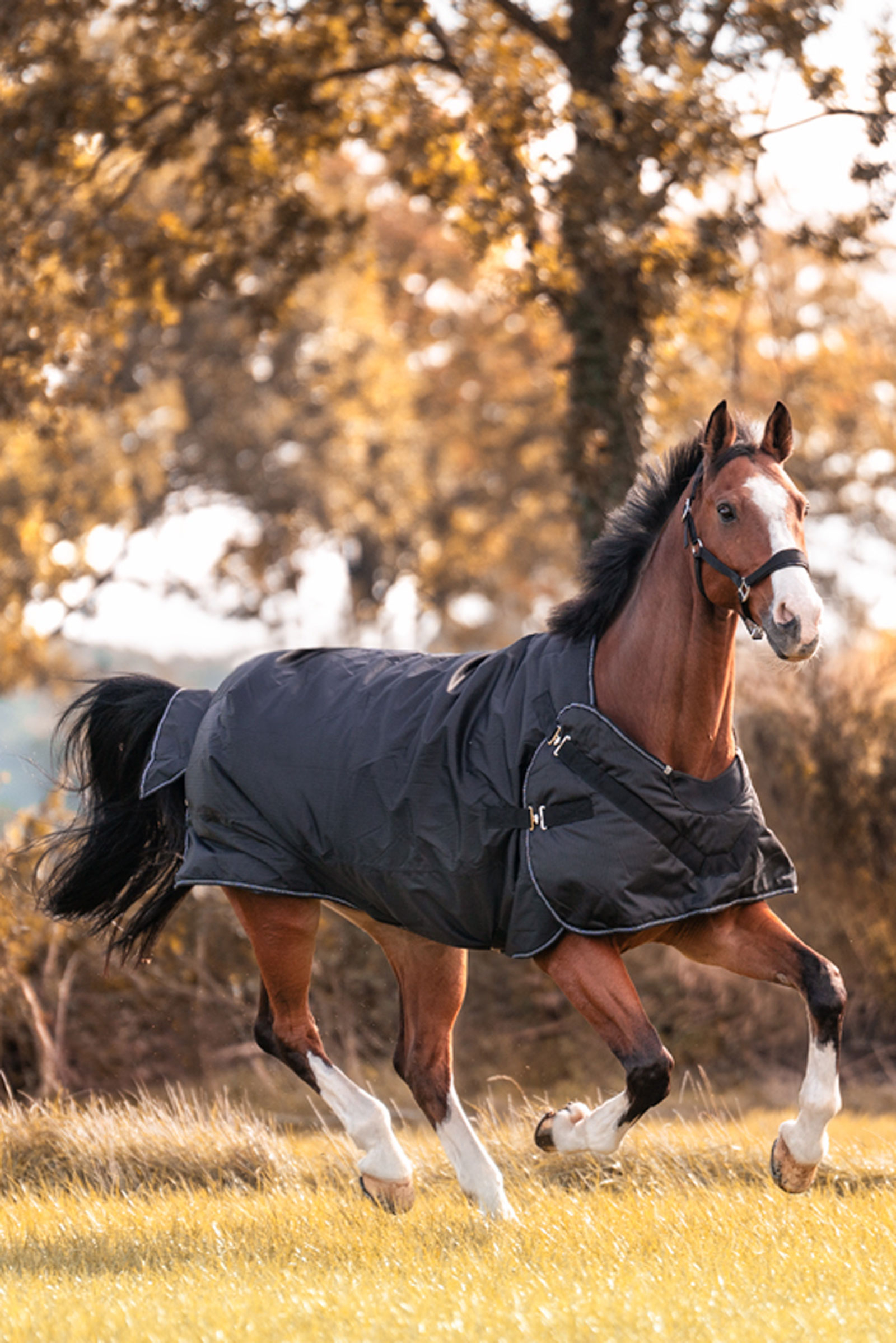 Kavalkade Halifax 2in1 Turnout and Walker Rug 50g