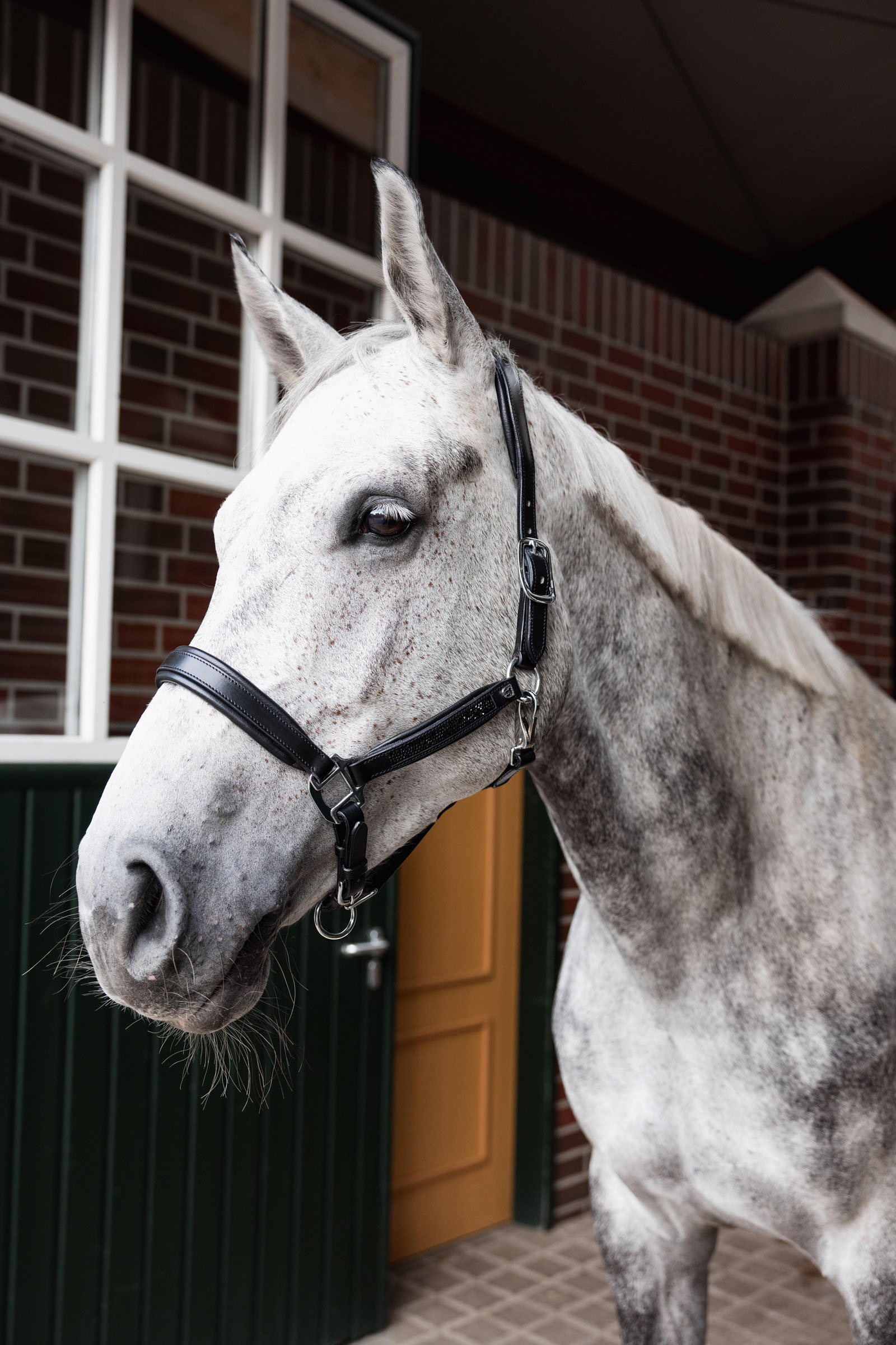 Horze Delémont Leather halter