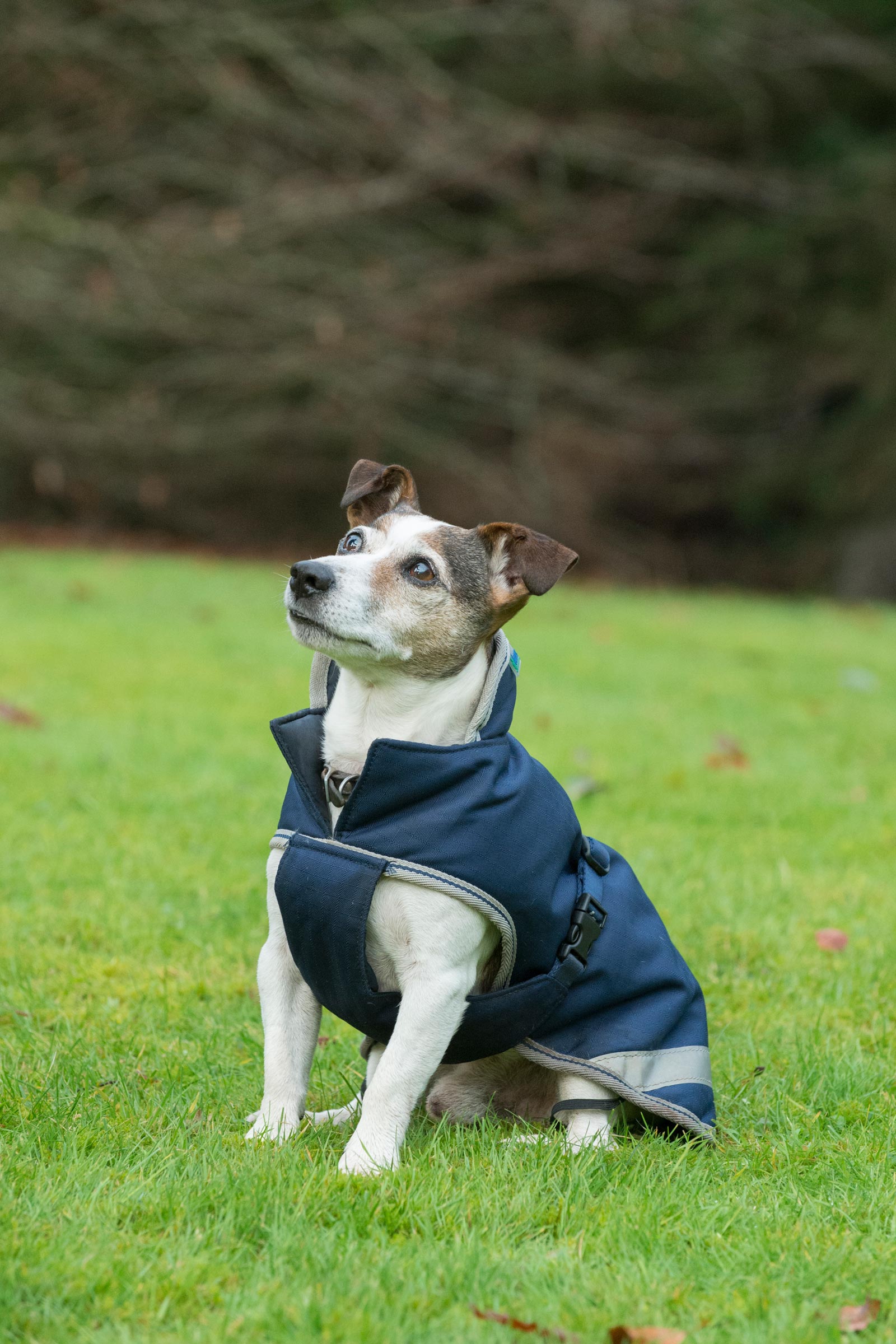 Bucas Freedom Dog Rug, 50g (30-45 cm)