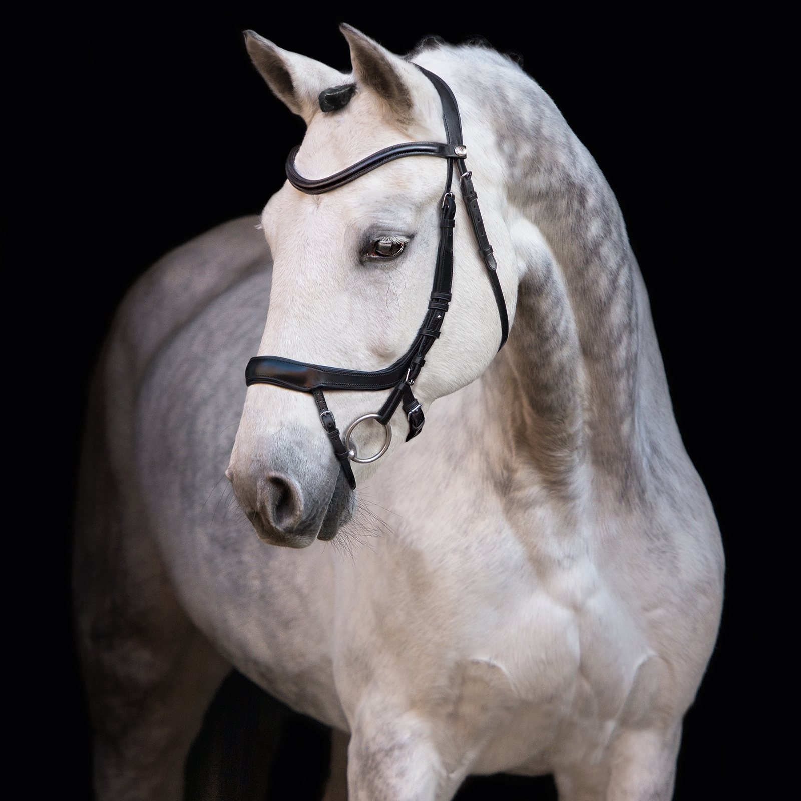 Schockemöhle Sports Equitus Alpha Bridle