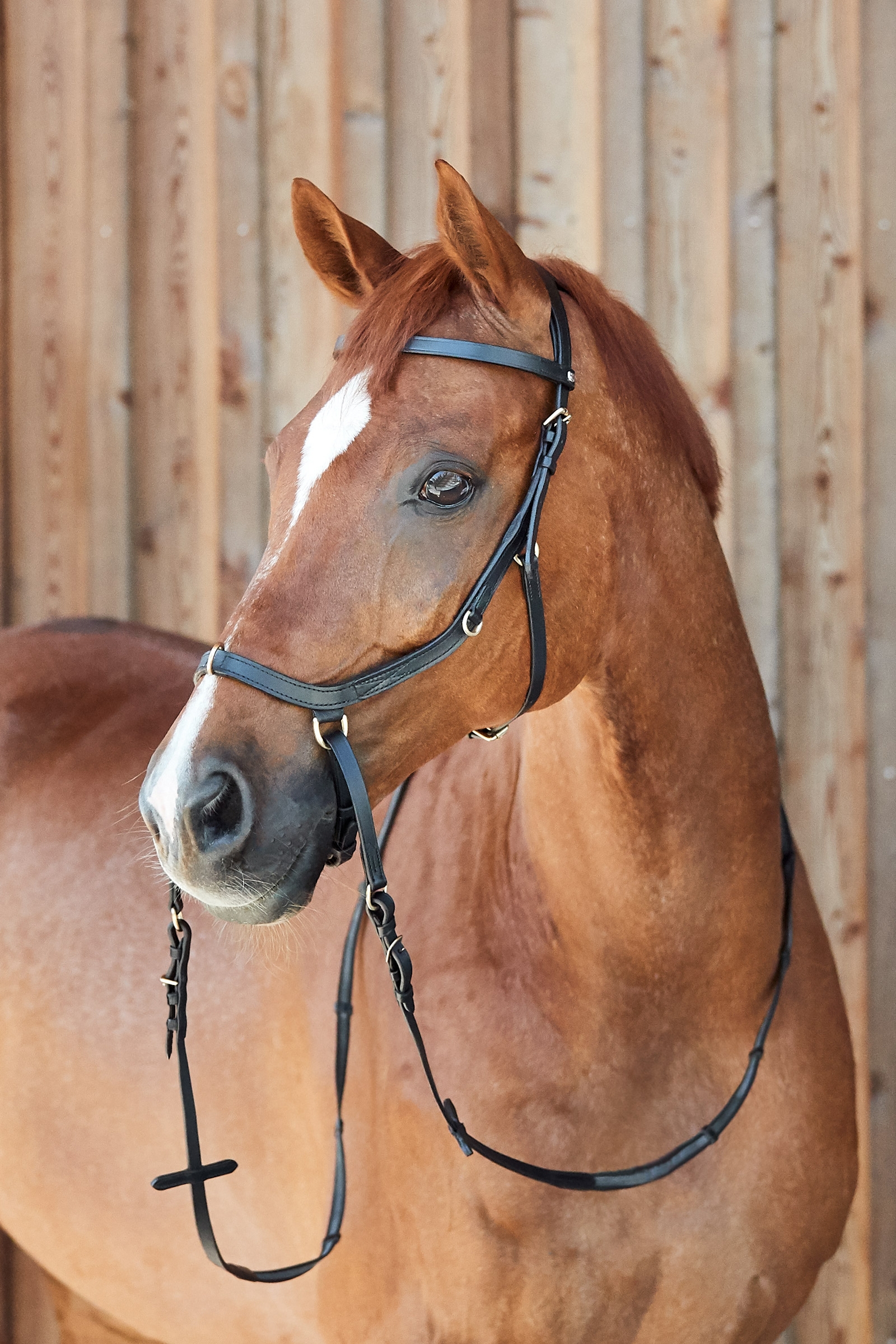 Horze Orlando Combined Anatomical Bitless Bridle