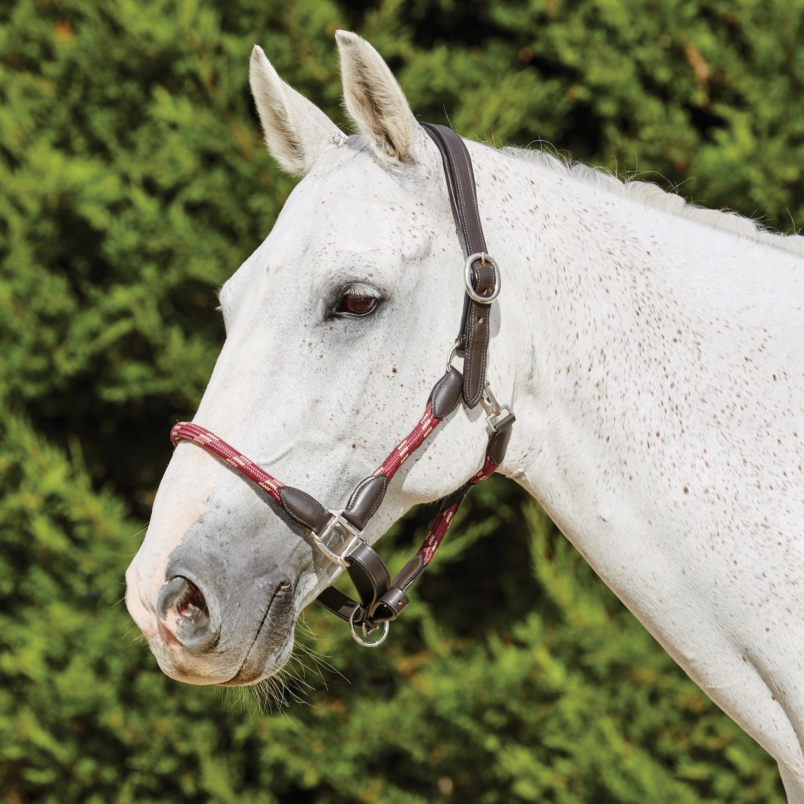 Dark Red/Brown Kincade Leather Rope Headcollar