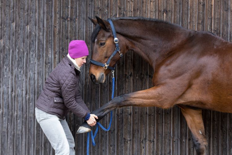 Horse stretching Horse stretching