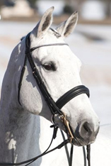 The cavesson noseband The cavesson noseband