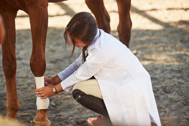A veteranarian applying a bandage A veteranarian applying a bandage