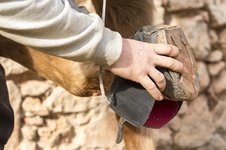 How do I put on a hoof boot?