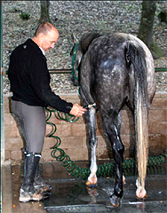 Washing the horse’s coat Washing the horse’s coat