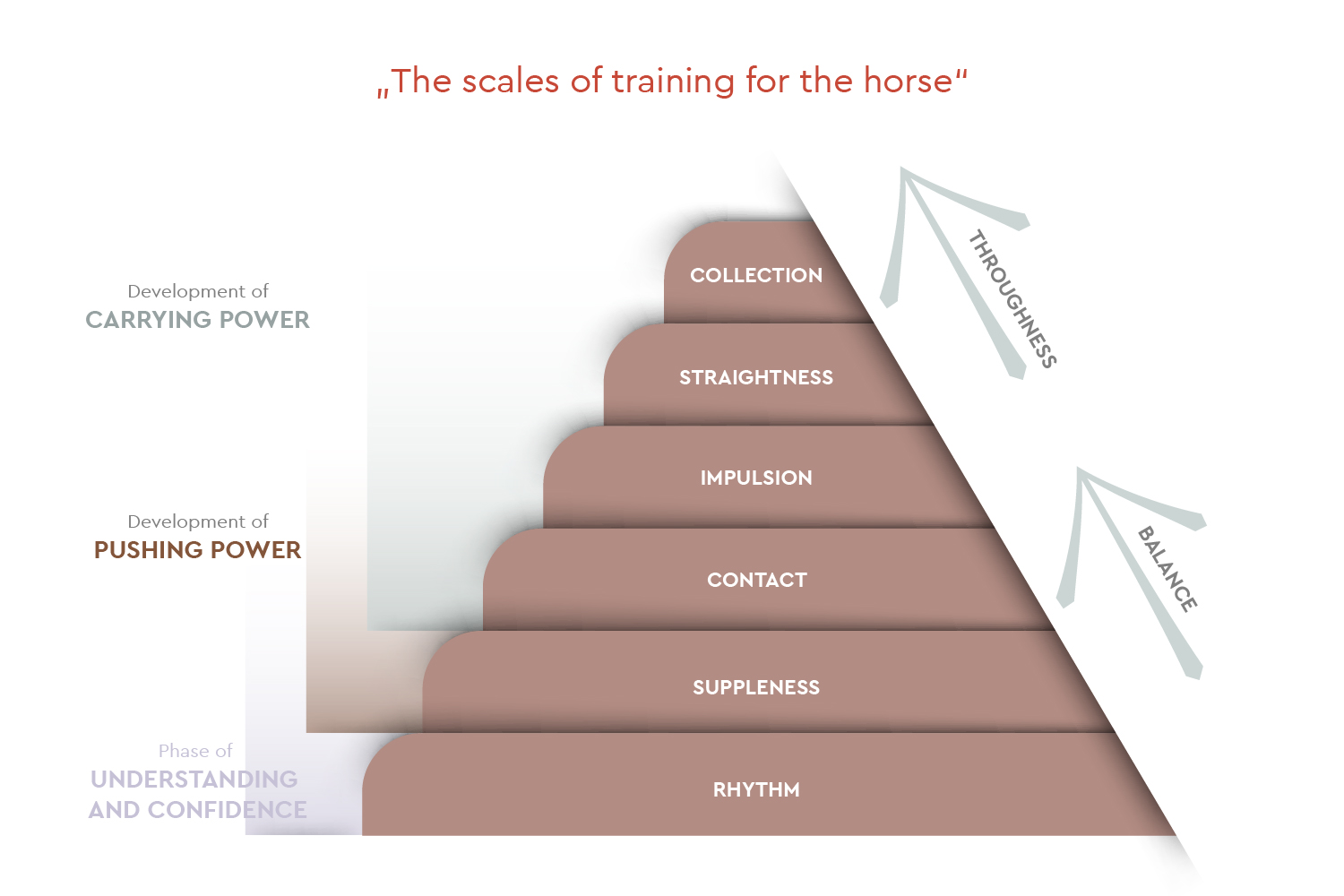 Horse training scale infographic