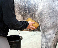 Washing a horse with a sponge Washing a horse with a sponge