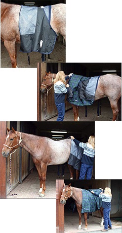 Rugging your horse safely and securely