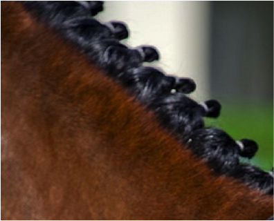 Horse braiding Horse braiding