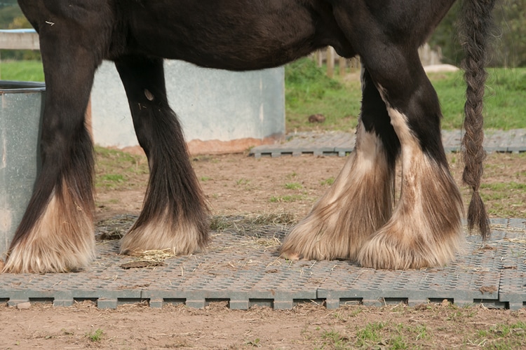 Mud fever in tinker Mud fever in tinker