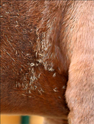 Care for the horse’s coat Care for the horse’s coat