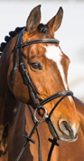 The flash noseband The flash noseband