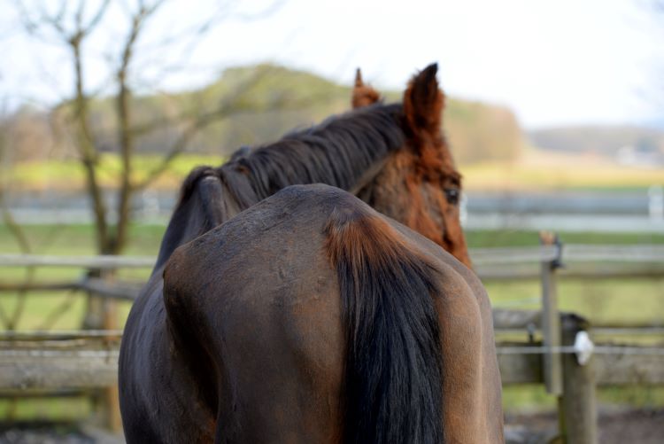 Thin Horse Cushing‘s