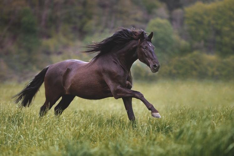 Horse galloping Horse galloping